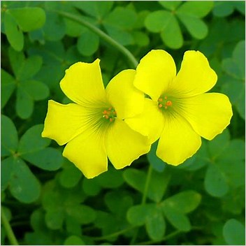 Oxalis Pescaprae Control